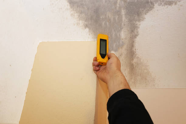 Professional Mold Removal in Black Canyon City, AZ